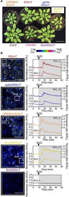 Plant Immune Memory in Systemic Tissue Does Not Involve Changes in Rapid Calcium Signaling